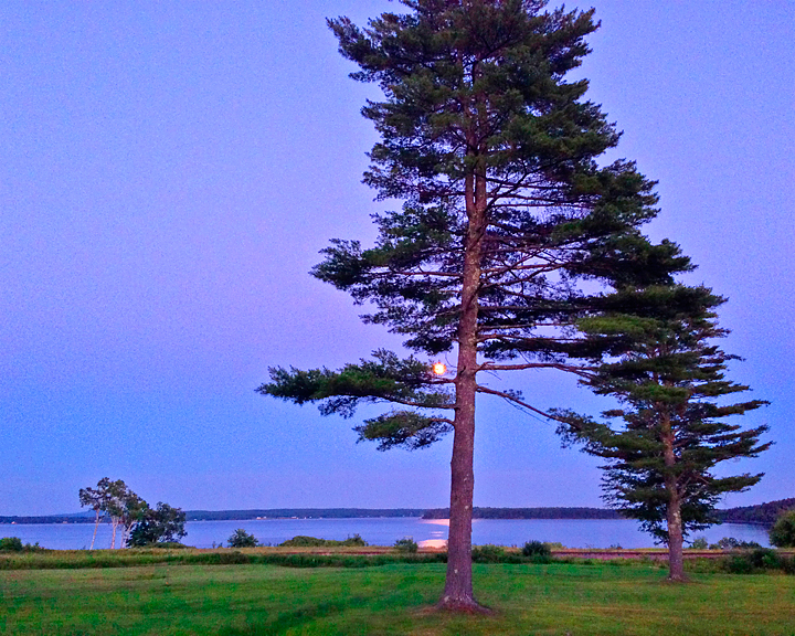 Bay Moonlight