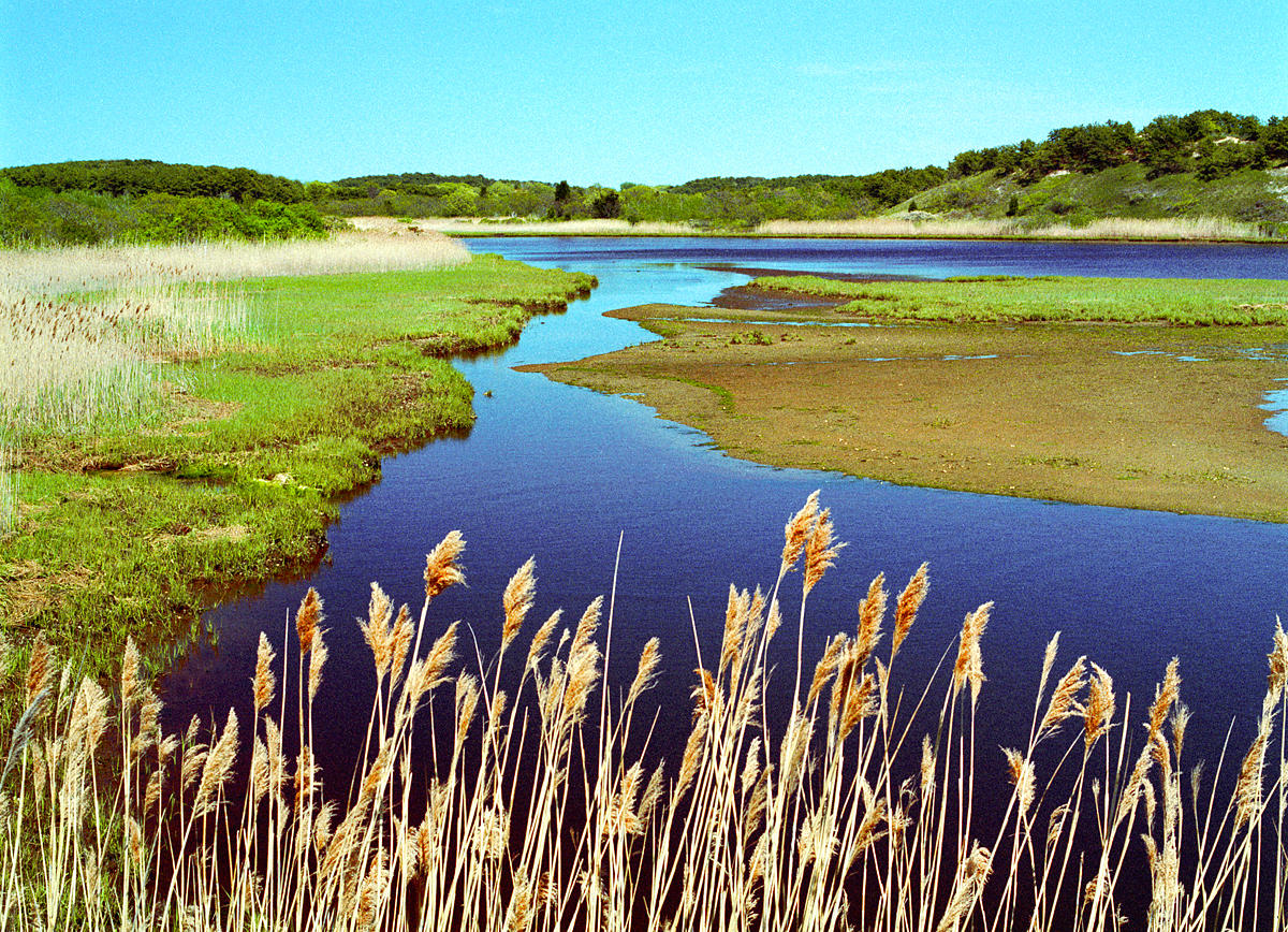 River Rushes