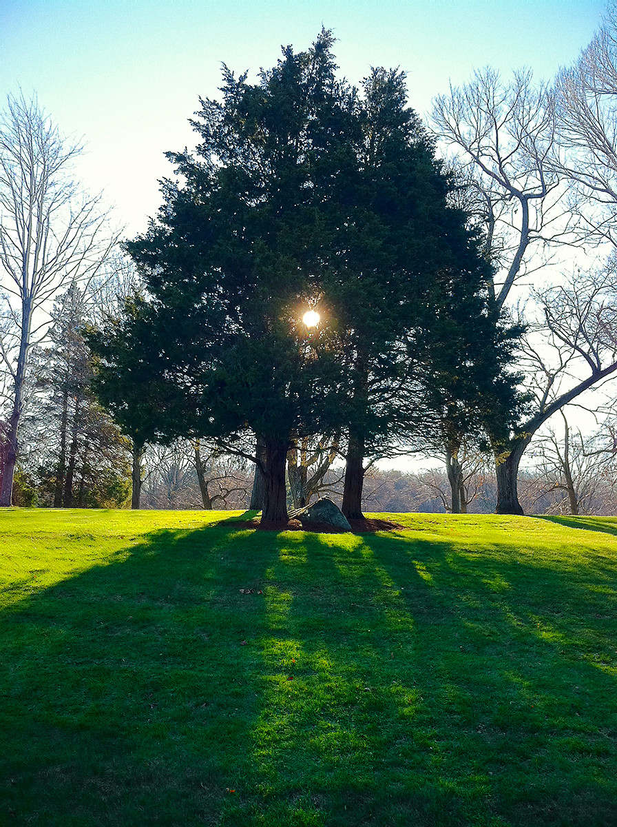 Tree Light