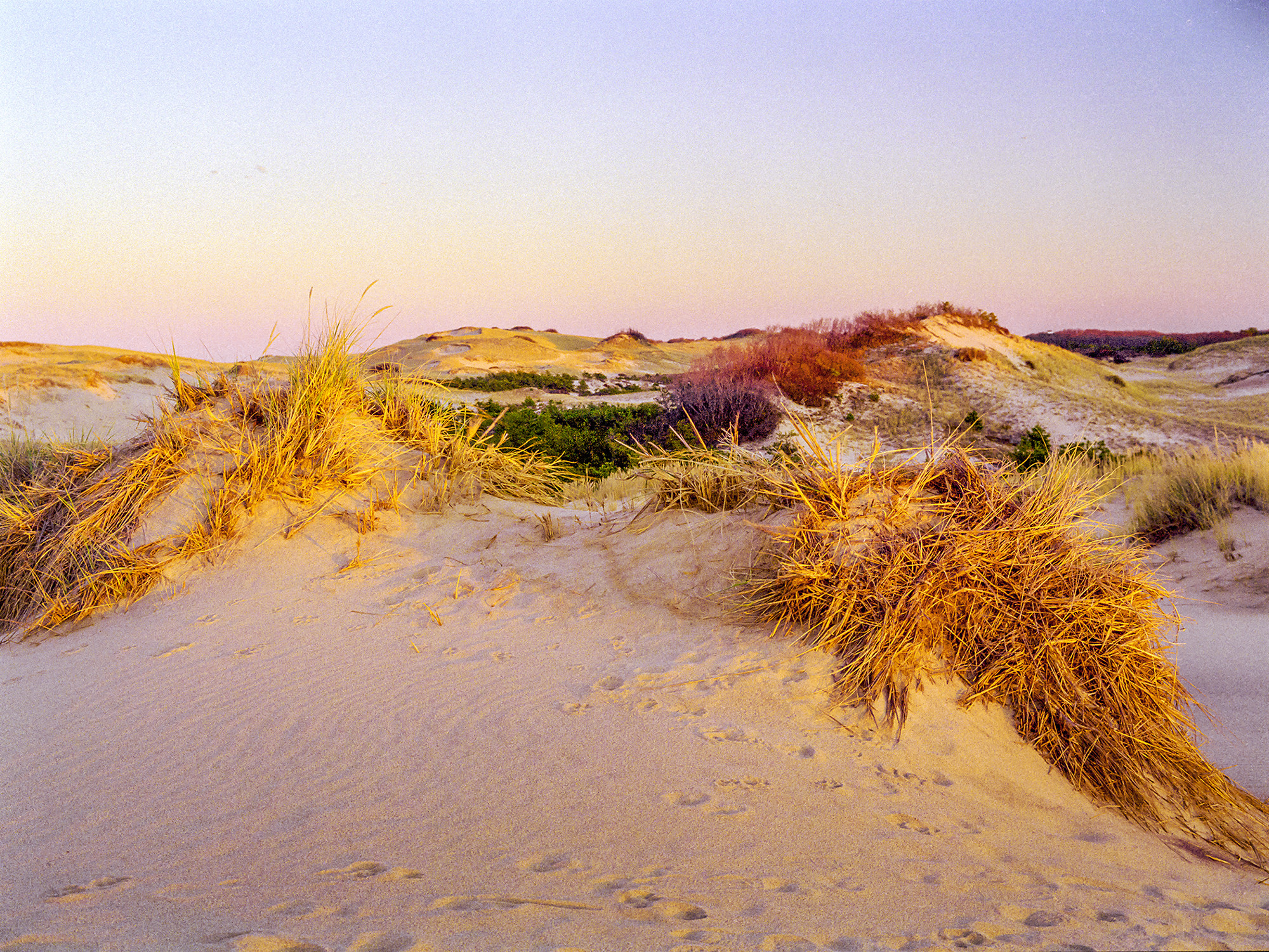 Tufted Dunes