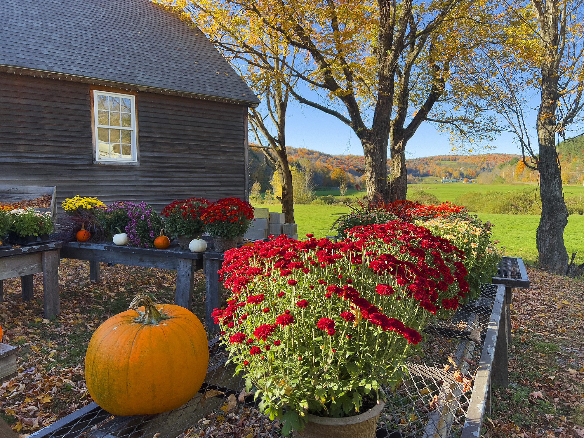 Pumpkin and Mums