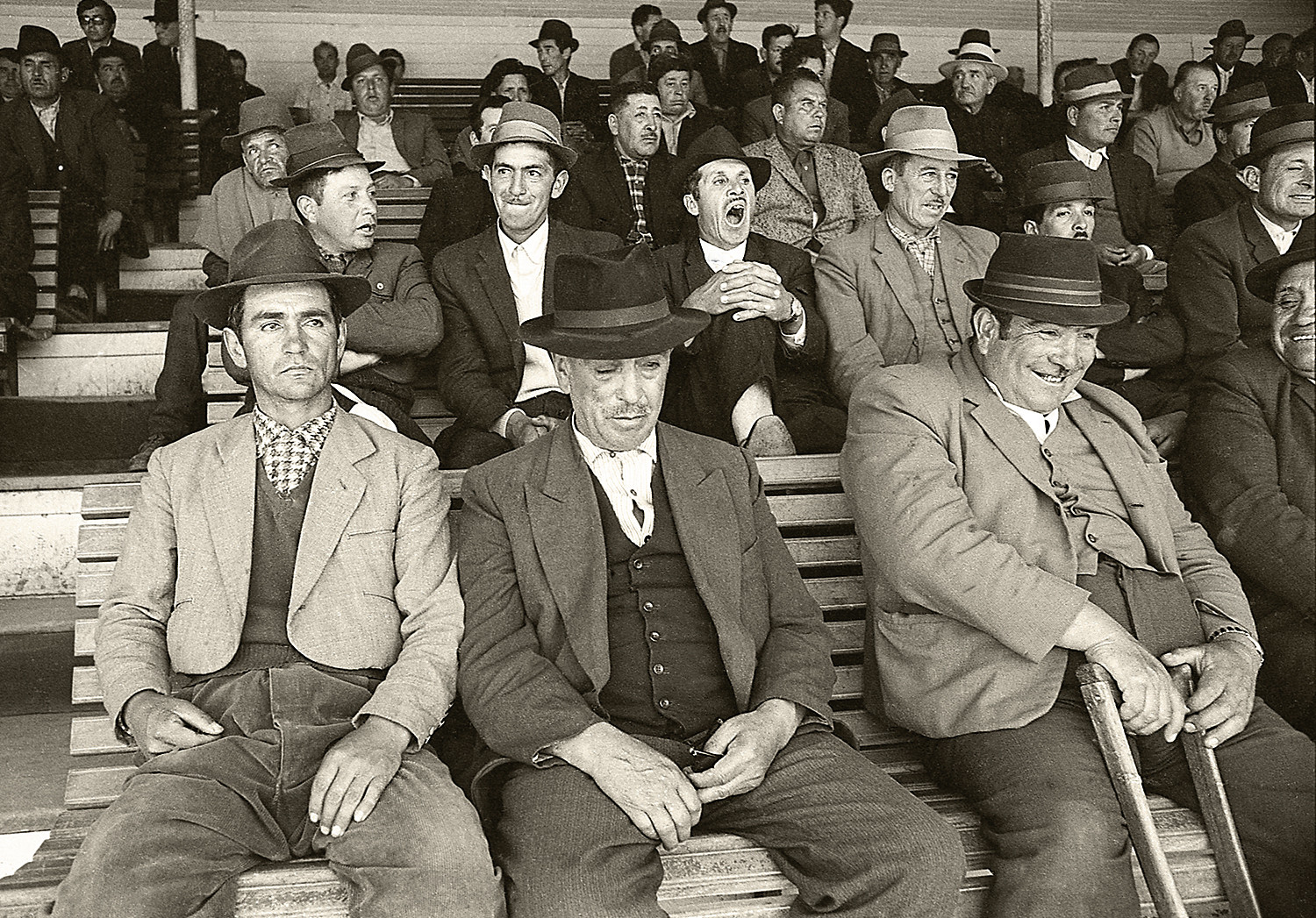 At the Cattle Auction